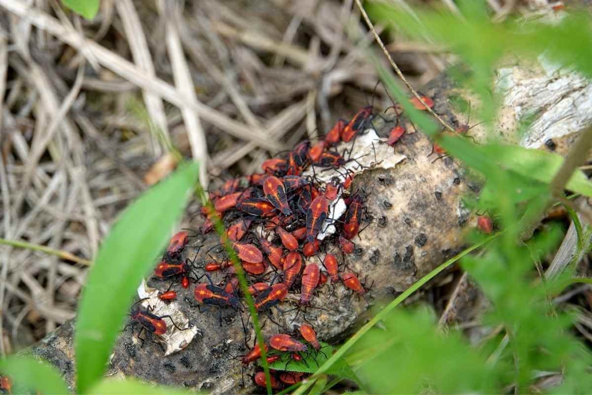 What Do Boxelder Bugs Eat?  Do They Bite?