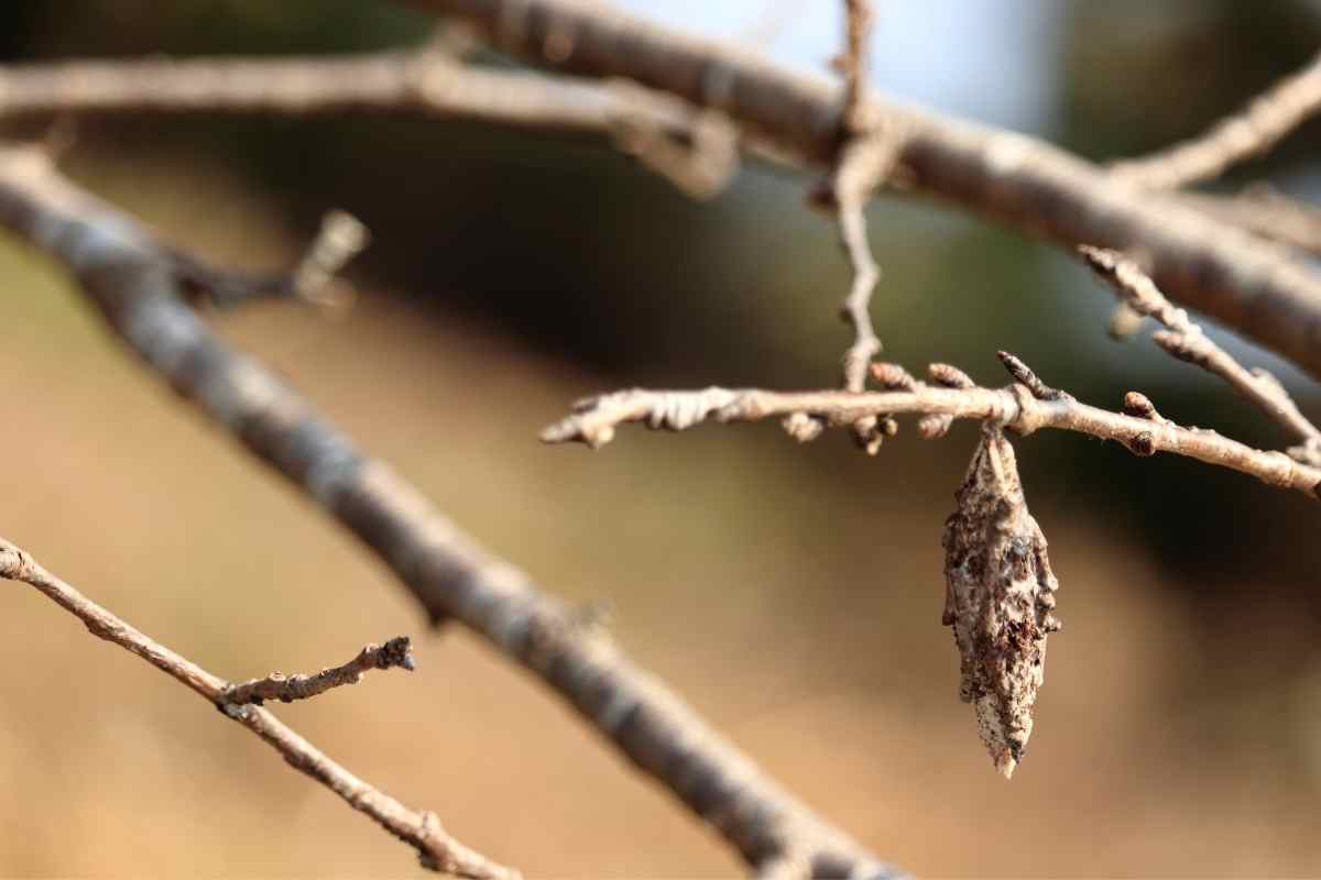 What Eats Bagworms? Are They Harmful?
