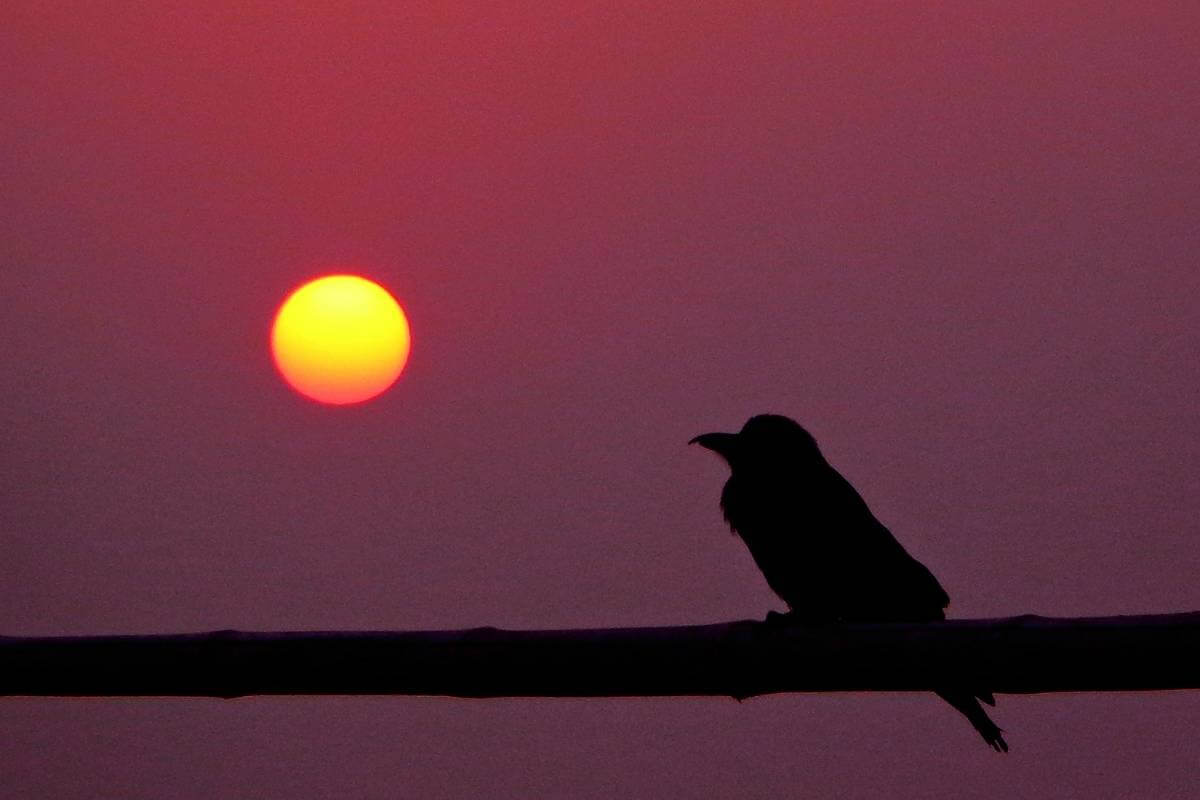 What Time of the Day Are Garden Birds Most Active?