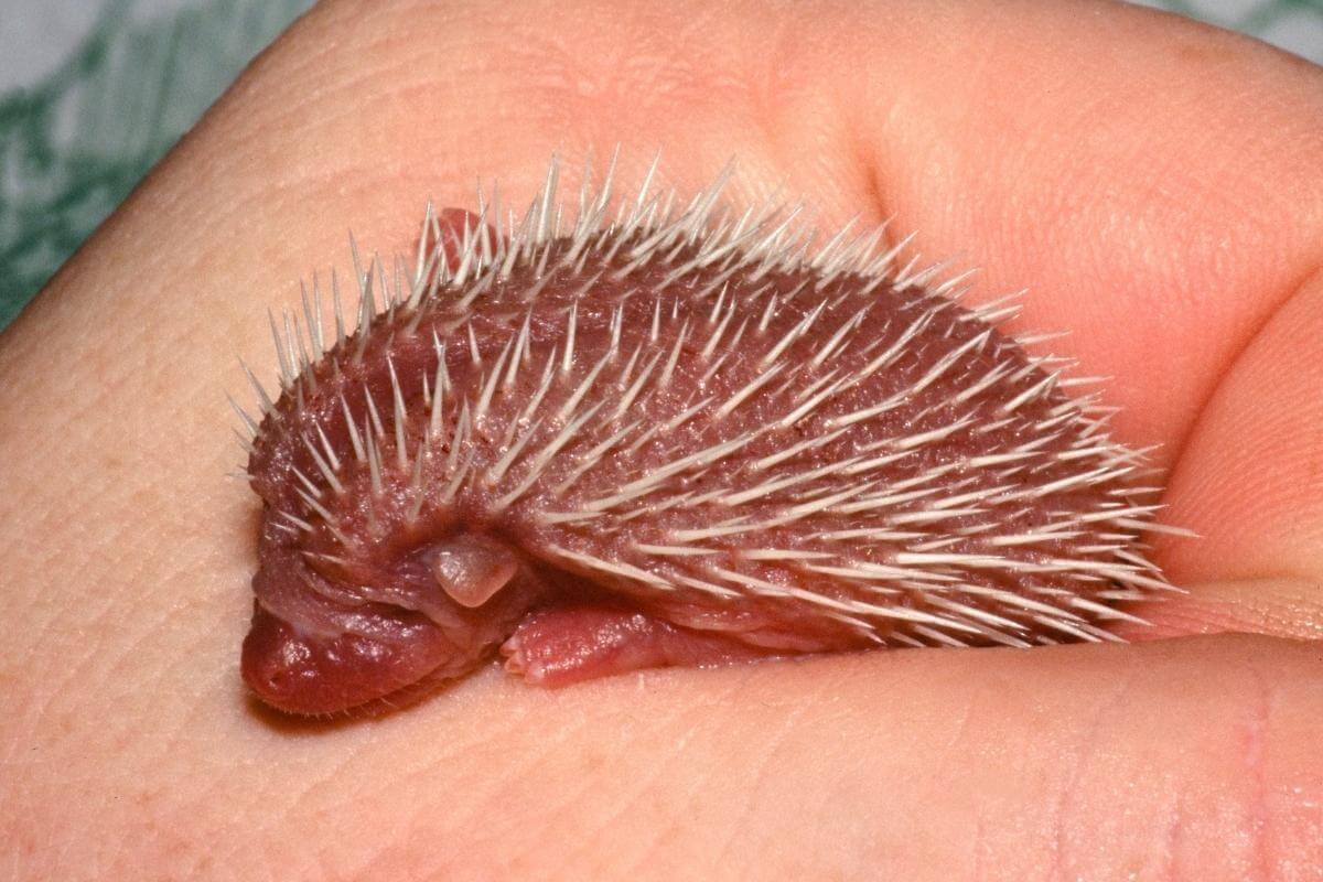 When Do Garden Hedgehogs Give Birth?