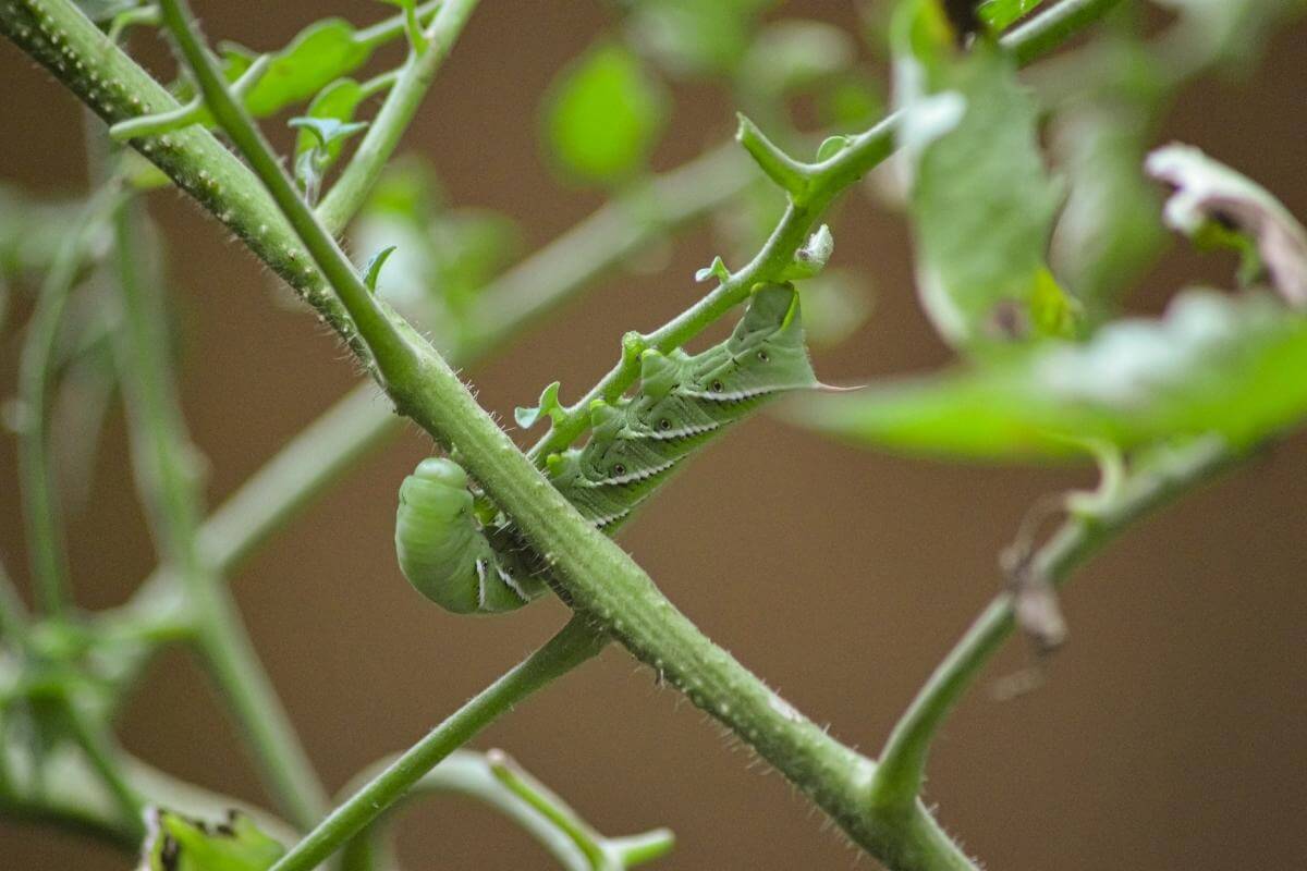 Where Do Tomato Hornworms Come From?