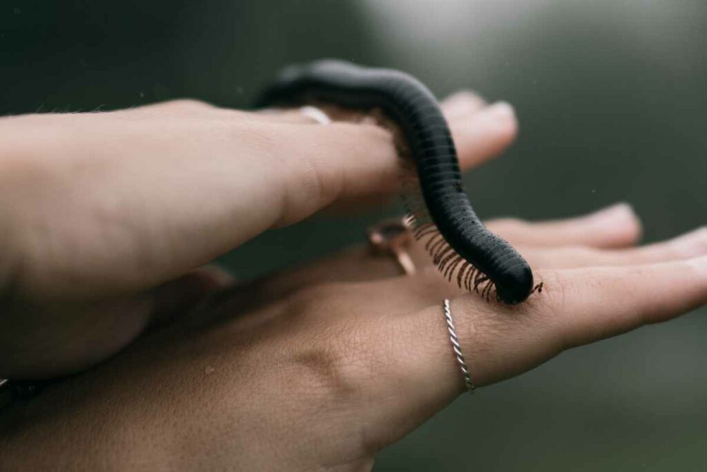 Centipedes have hundred legs