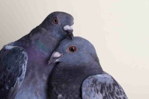 two pigeons
