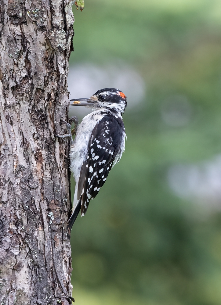 Hairy Woodpeckers