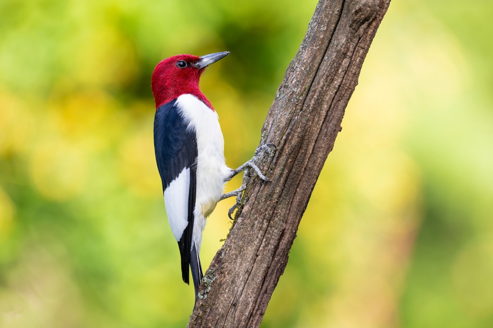 Red-Headed Woodpeckers (species of concern)