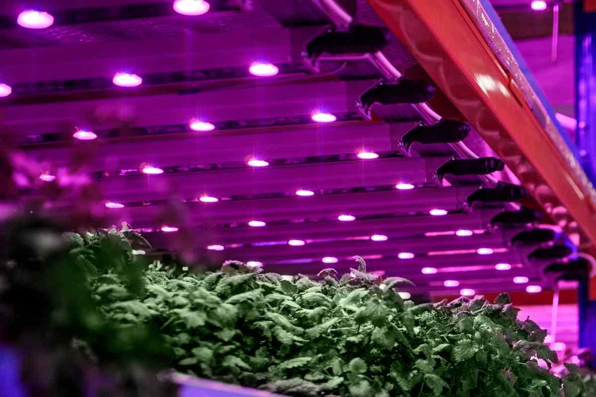 Aerogarden Lights Not Working (Troubleshoot and Fix)