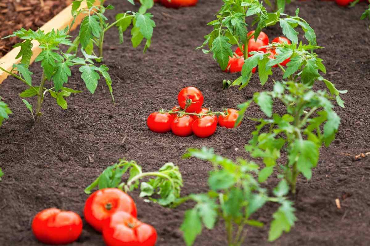 Are Bonnie Plants Organic?