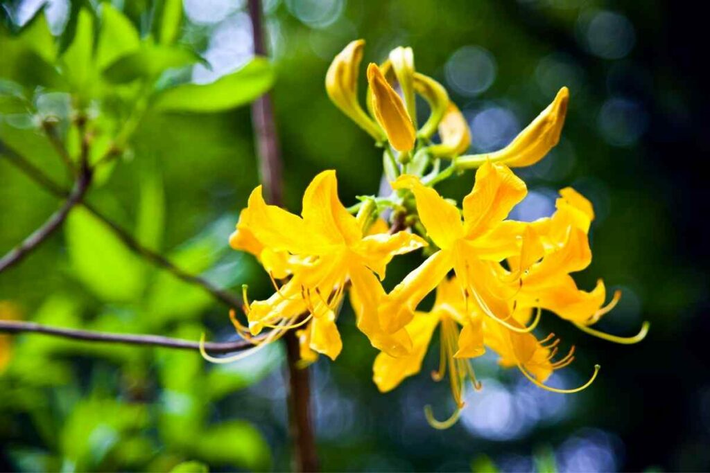 Azaleas yellow type flower