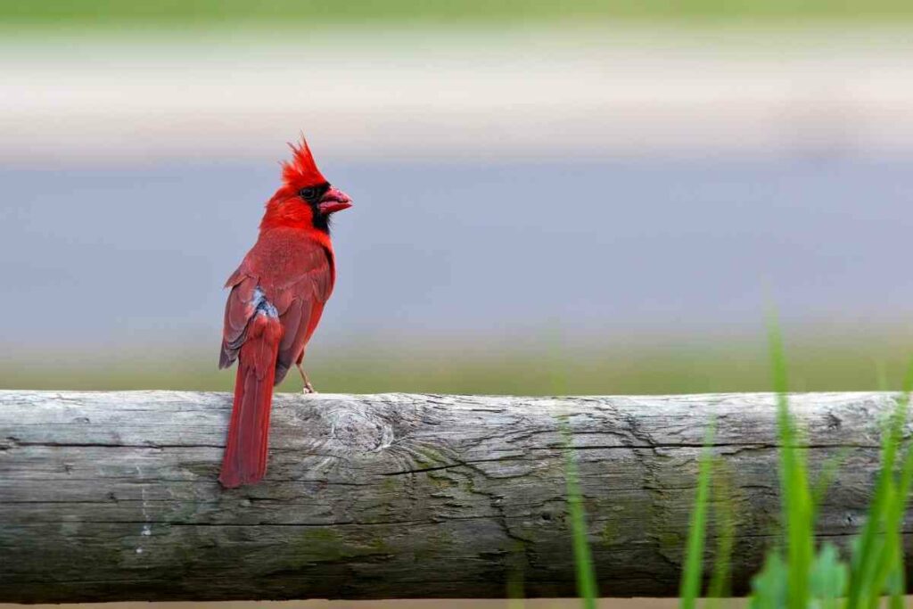 Backyard Birds Of Ohio
