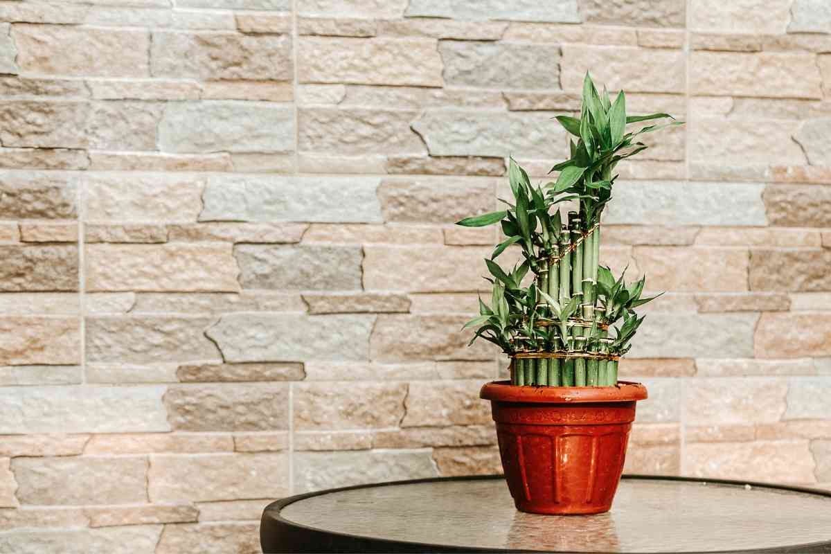 5 Benefits of Bamboo Plants in the Home Explained