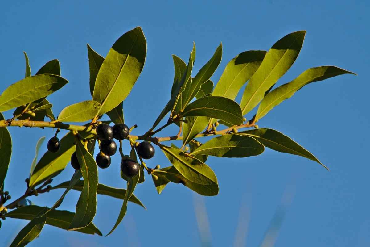 Are Bay Laurel Seeds Edible?