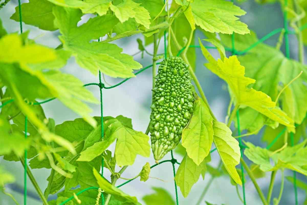 Best Organic Fertilizers for Bitter Gourds