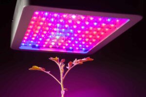 5 Best Grow Lights for Aeroponics