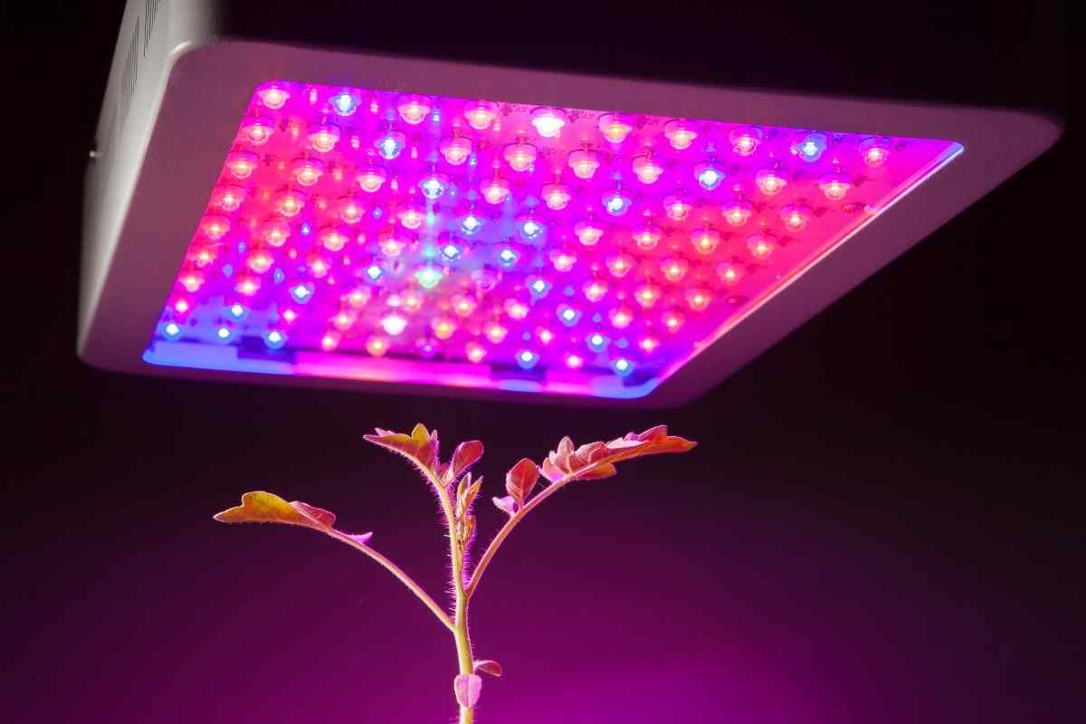 5 Best Grow Lights for Aeroponics
