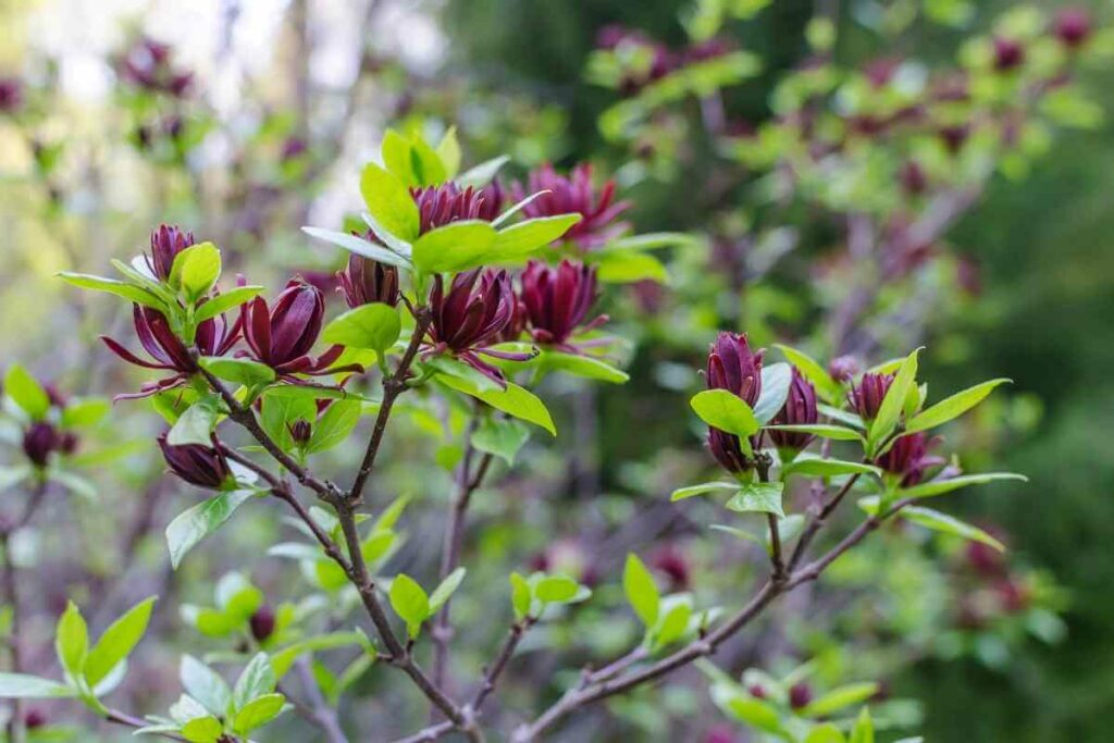 Calycanthus shrub that smell nice