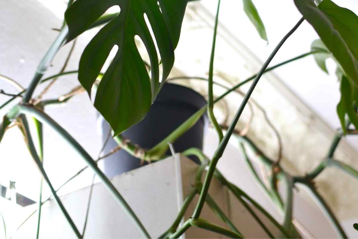 Cheese Plant Aerial Roots (All You Need to Know)