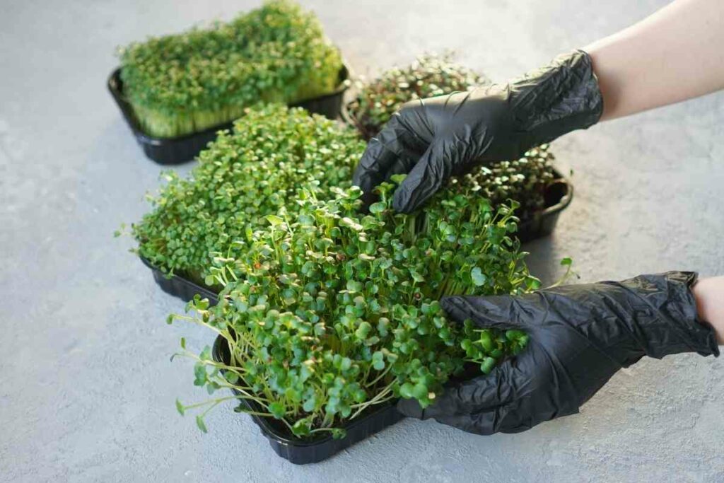 Trimming roots chia microgreens