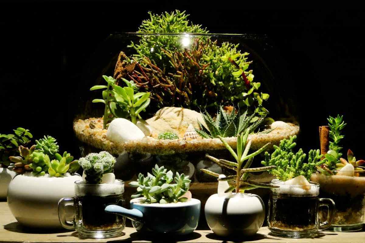 How to Clean Moss for Terrarium