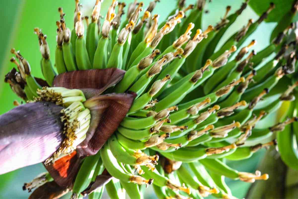 Do Organic Bananas Turn Yellow?