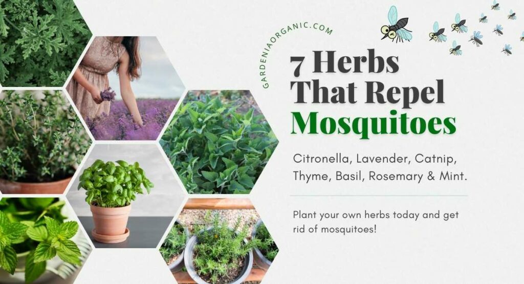 Infographics get rid of mosquitoes indoor plants