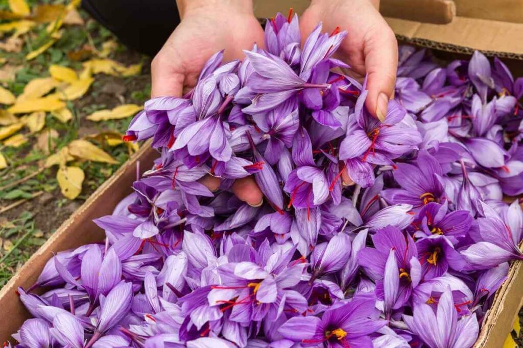 How To Grow Saffron Hydroponically