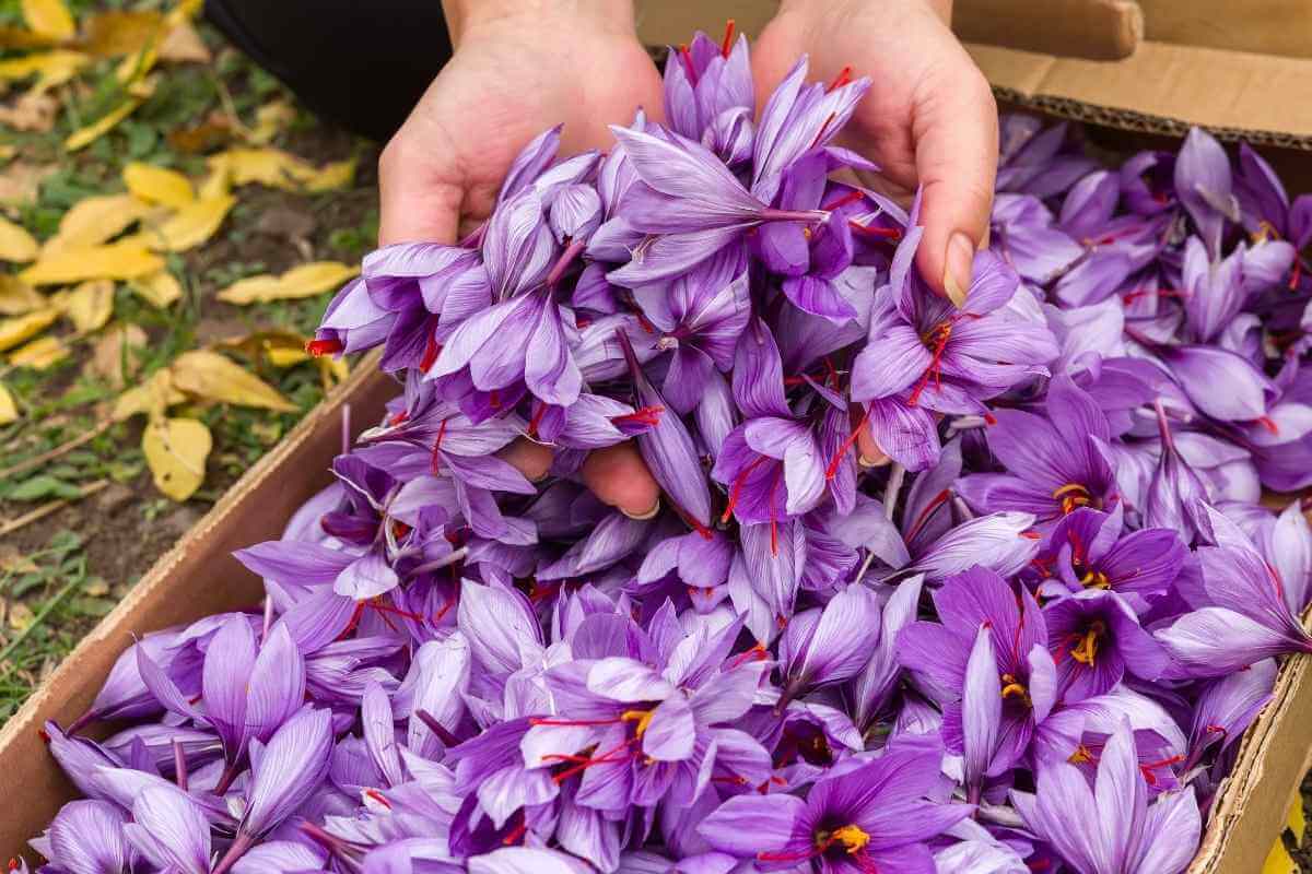 How To Grow Saffron Hydroponically