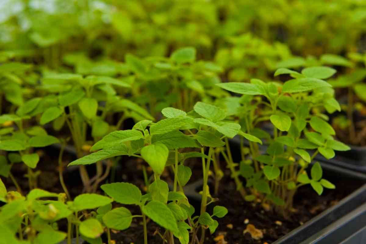 When to Harvest Chia Microgreens In 6 Easy Steps