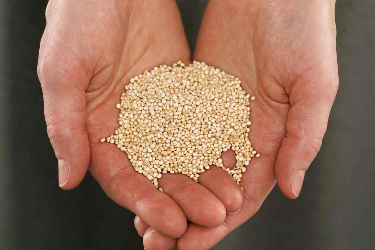 How To Grow Quinoa Microgreens (Complete Guide)