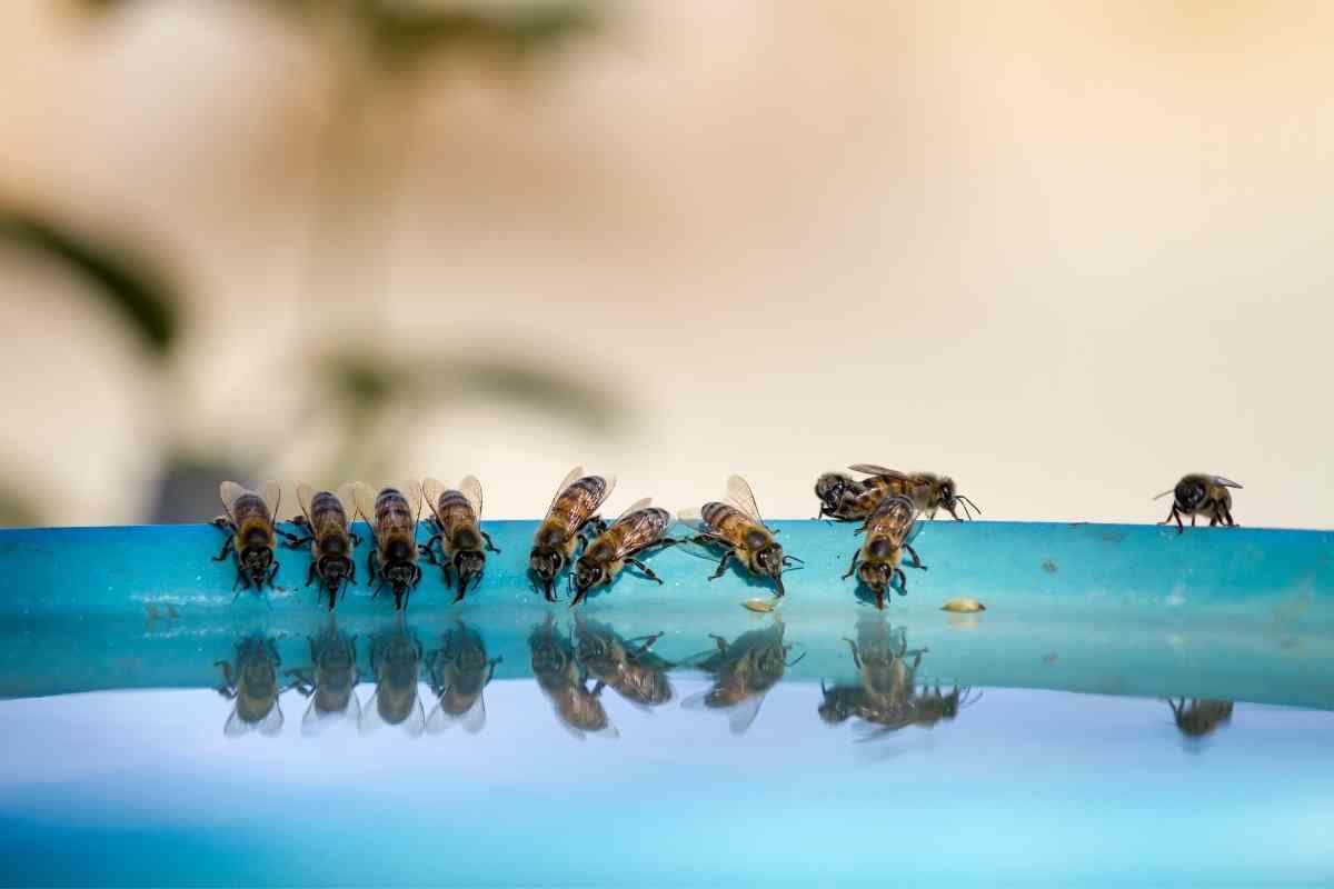 How To Make A Bee Water Station