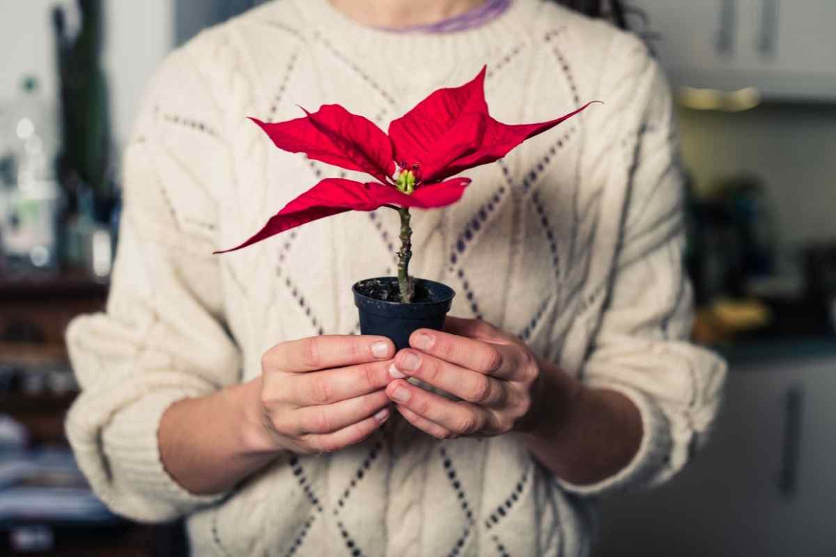 20 Indoor Plants With Red Flowers
