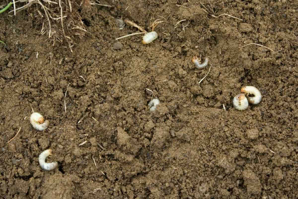 Timing with lawn grubs Is Everything