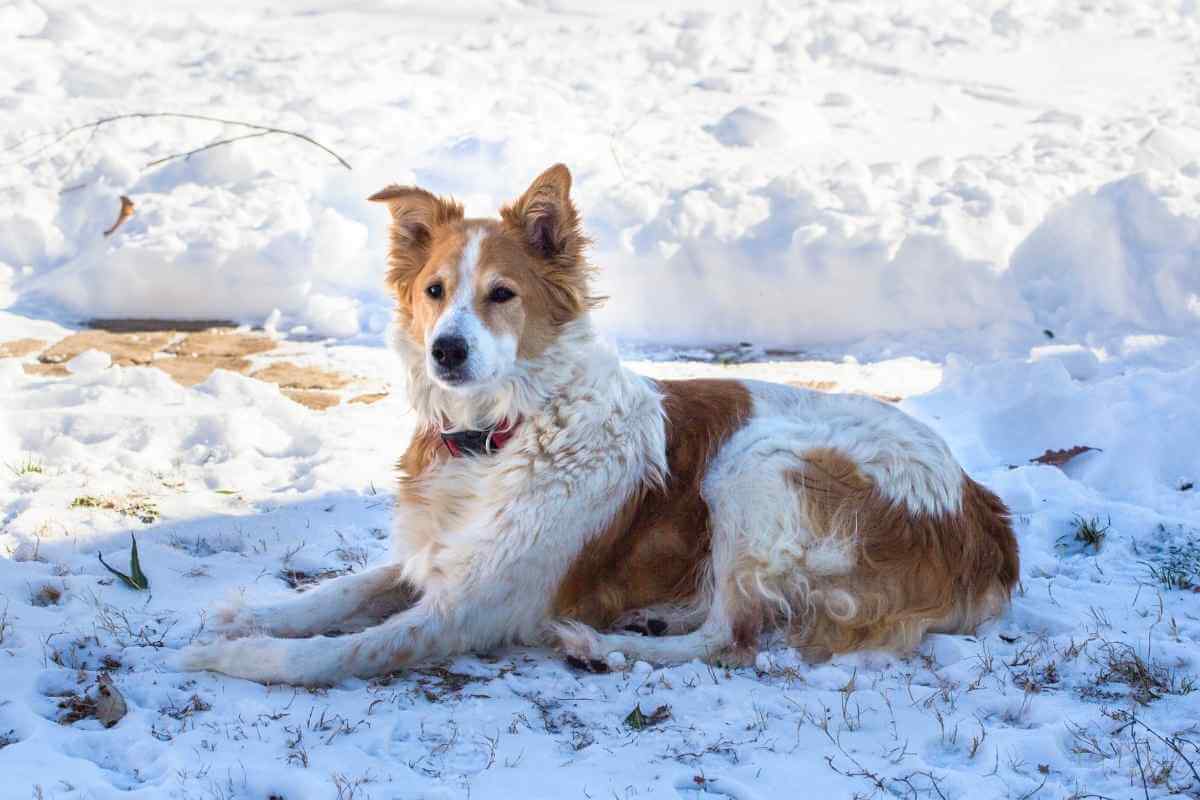 Is It Better to Leave Your Lawn Long or Short For Winter?