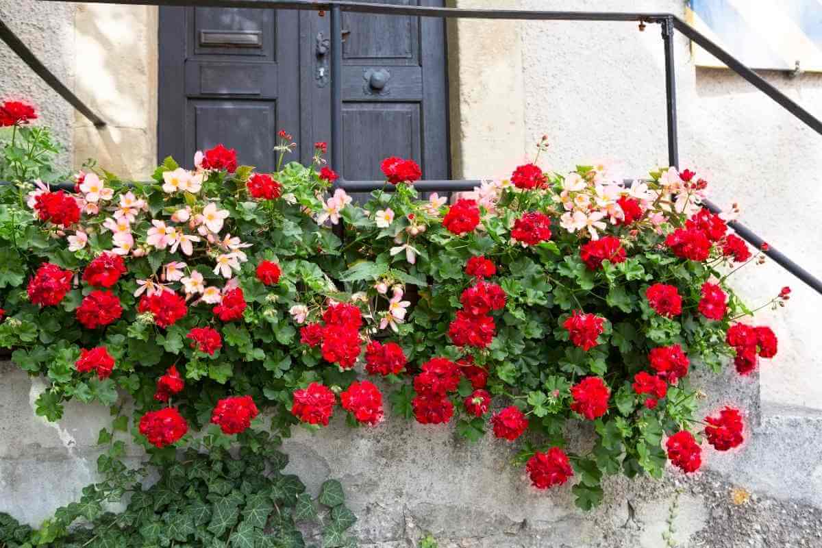 21 Plants Perfect for Pots (Indoors and Outdoors)