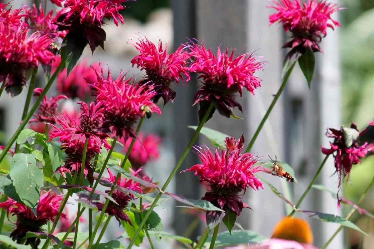 10 Outdoor Plants That Repel Mosquitoes