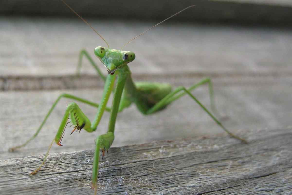 Do Praying Mantises Change Color?