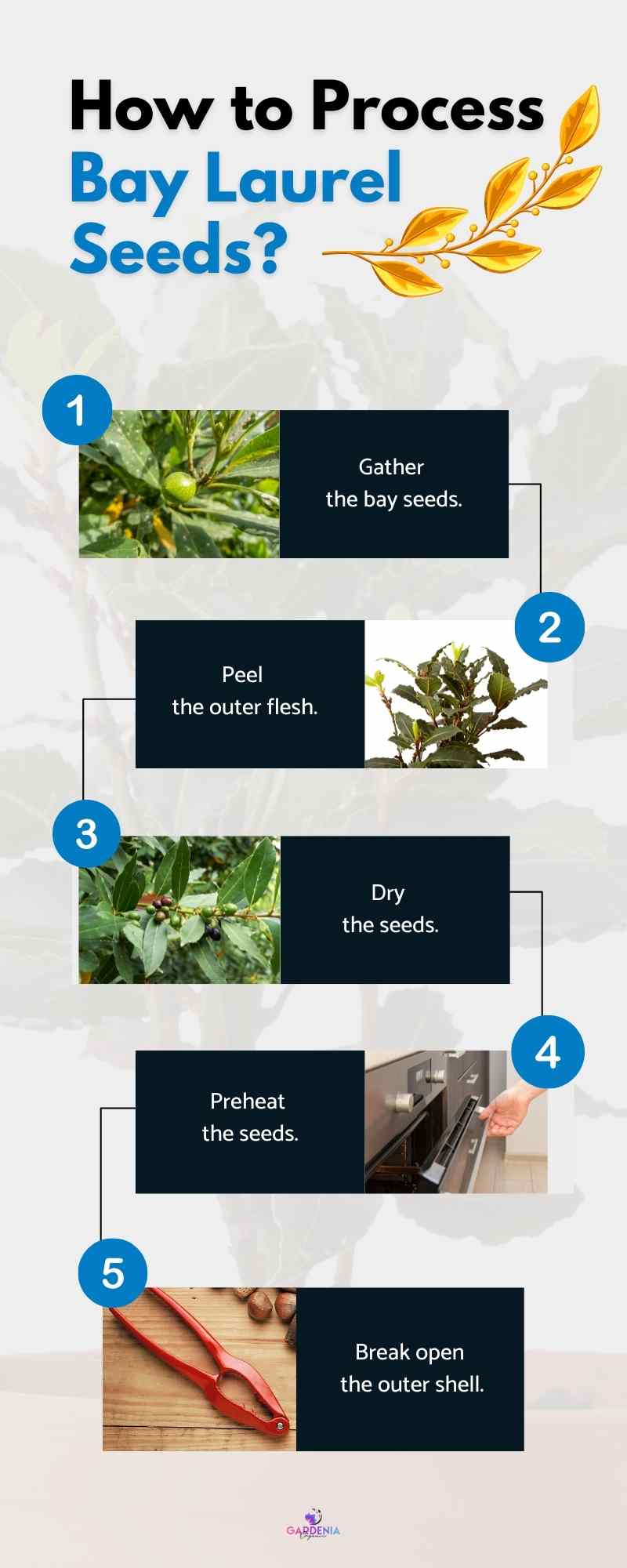 How to Process Bay Laurel Seeds