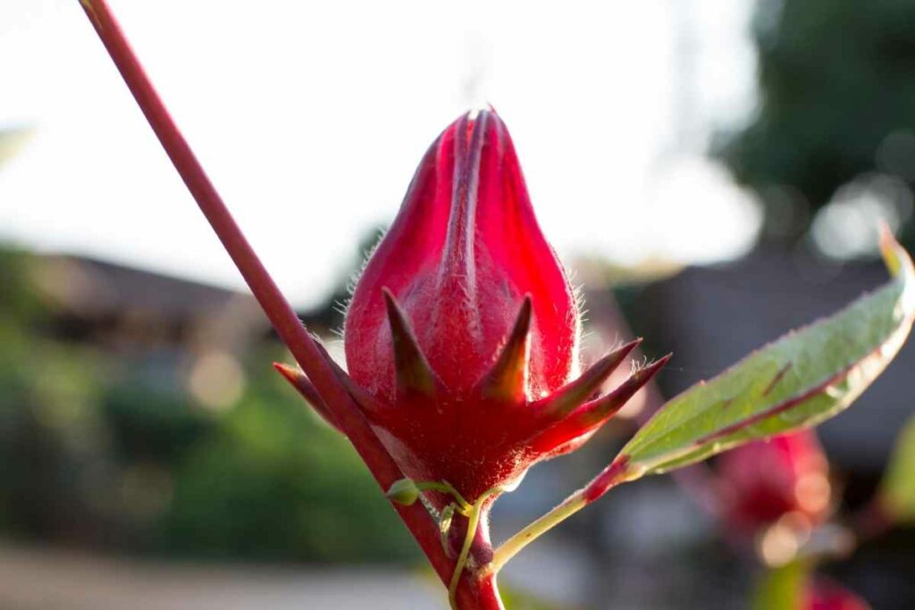 Roselle flower