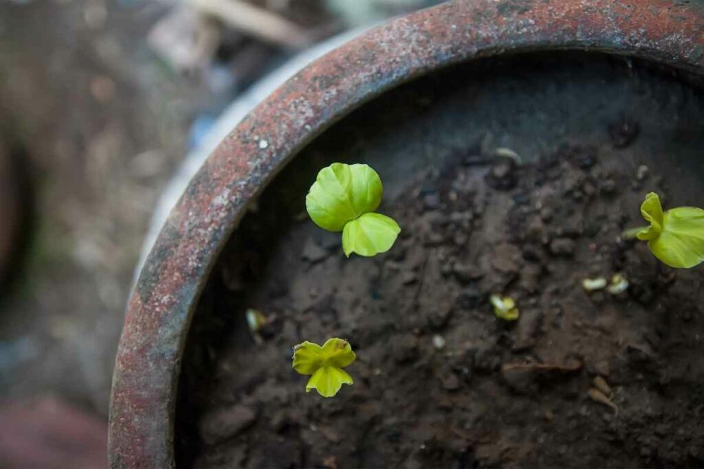 Take case of Roselle plant soil in pot