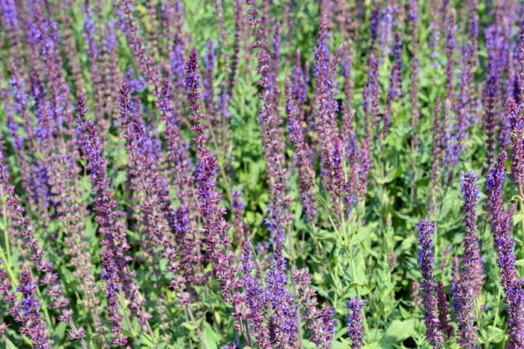 Sage herb with blue flowers