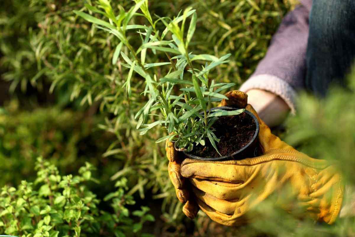 Best Tarragon Companion Plants