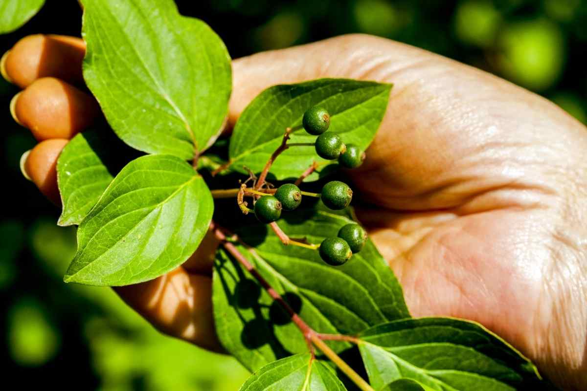 5 Small Trees with Non-invasive Roots