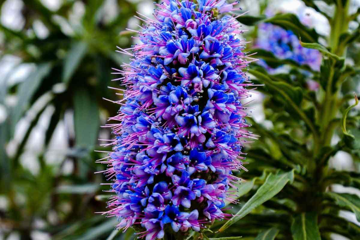 11 Trees That Don’t Lose Leaves (Perfect for Privacy)