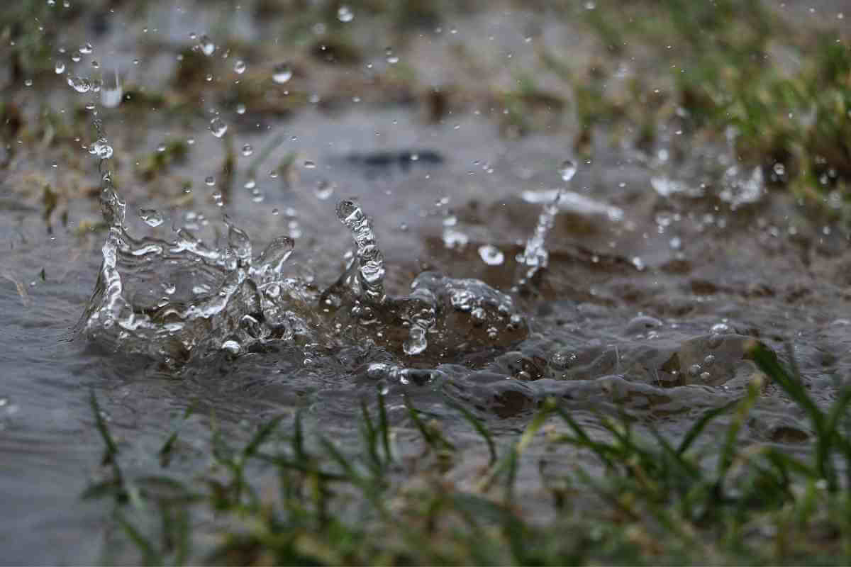 What is a Rain Garden? (All You Need to Know)