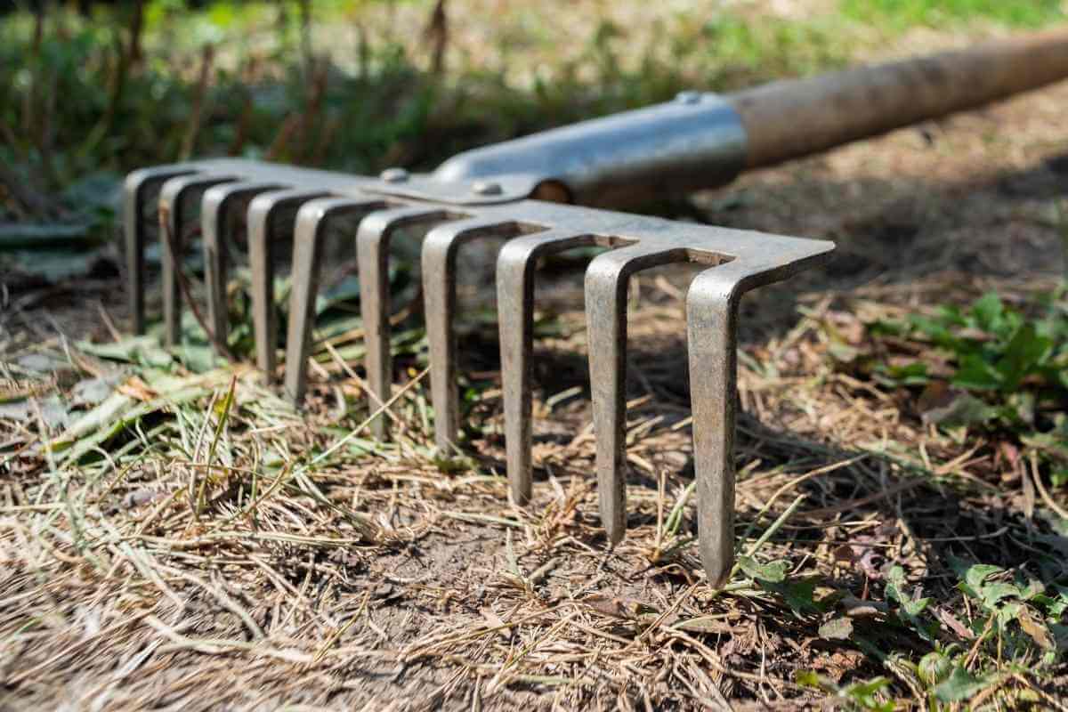 When to Rake Your Lawn?