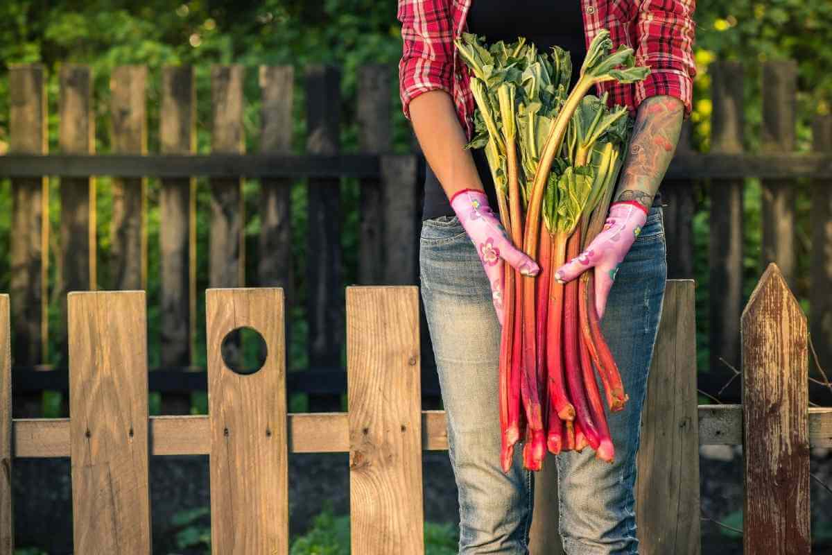 Why Is My Rhubarb Wilting