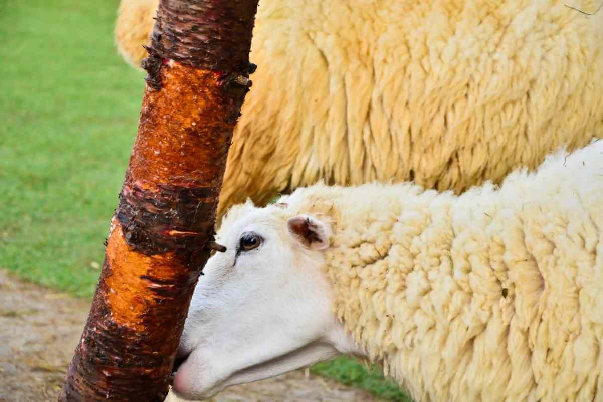 Will Backyard Sheep Eat Fruit Trees? (How to Stop Them)
