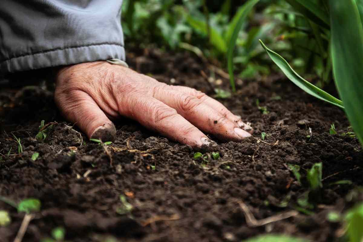 Will Organic Fertilizer Burn Grass/Plants?
