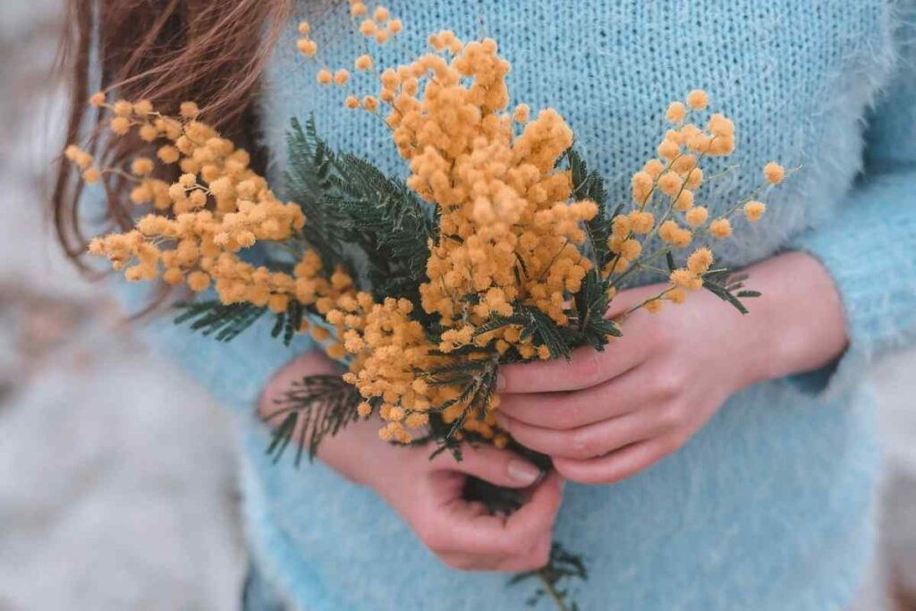 Yellow Mimosa in girls hands