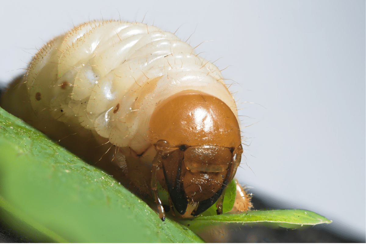 How to Get Rid of Lawn Grubs Naturally