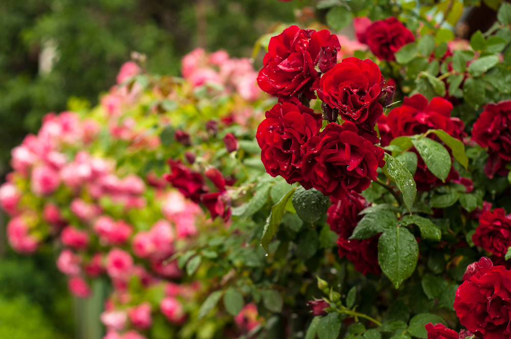 How To Use Epsom Salts On Roses